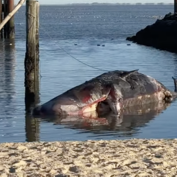 pottwal vor sylt zu tode gelangweilt