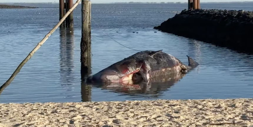 pottwal vor sylt zu tode gelangweilt pottwal vor sylt zu tode gelangweilt