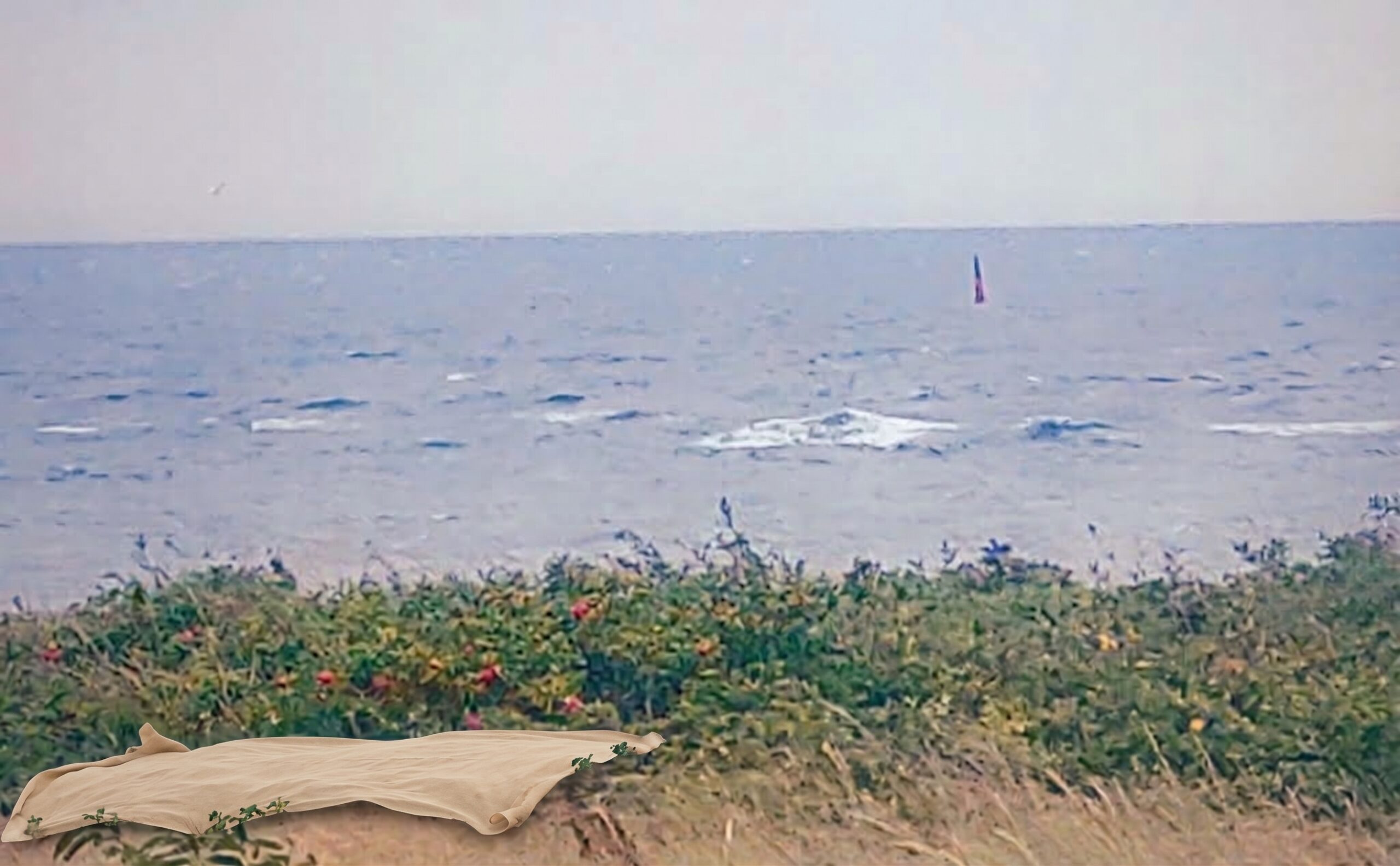Sandfarbene Geotextil-Bahn liegt vor blühenden Kartoffelrosen in einer Sylter Düne, dahinter die Nordsee