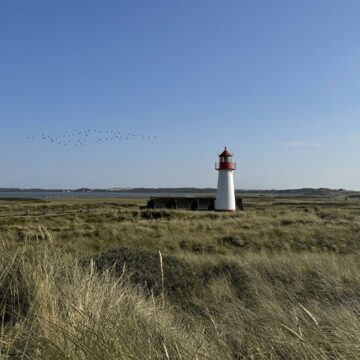 Duenenlandschaft am Ellenbogen bei List mit Leuchtturm und einem Schwarm Zugvoegel ueber dem Koenigshafen