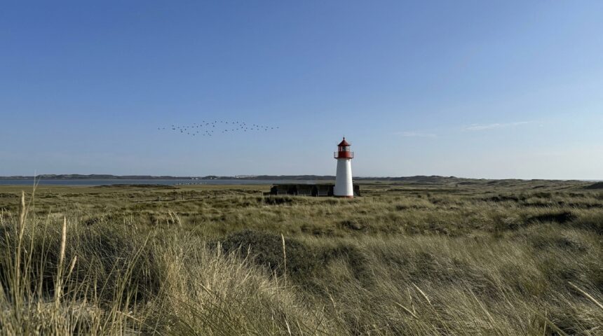 Duenenlandschaft am Ellenbogen bei List mit Leuchtturm und einem Schwarm Zugvoegel ueber dem Koenigshafen