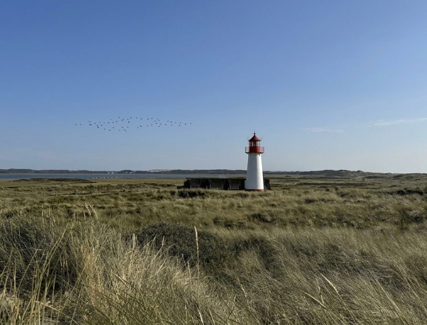 Zugvoegel ueber dem Koenigshafen am Ellenbogen Duenenlandschaft am Ellenbogen bei List mit Leuchtturm und einem Schwarm Zugvoegel ueber dem Koenigshafen
